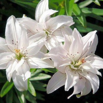  Лилия азиатская Spring Pink (Спринг Пинк)