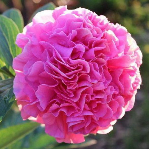 Саженцы Пион Carnation Bouquet (Корнейшн Букет)