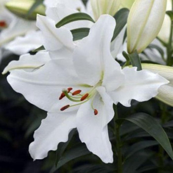  Лилия восточная White Romance (Уайт Романс)