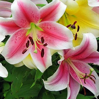  Лилия LOO гибрид Dreamweaver (Дримуивер)