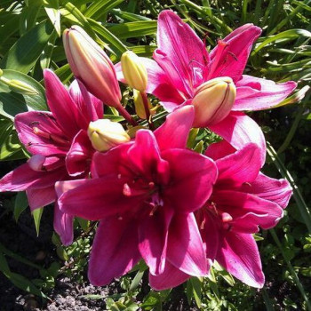  Лилия азиатская Ceres (Церес)