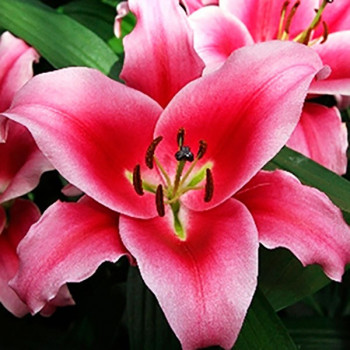  Лилия ОТ гибрид Dalian (Далиан)