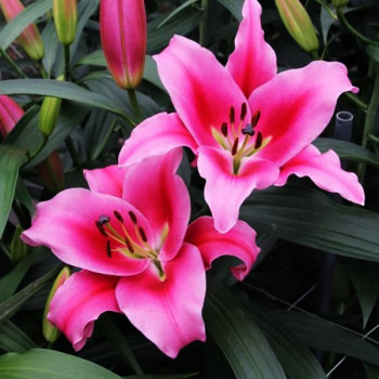  Лилия ОТ гибрид Dalian (Далиан)