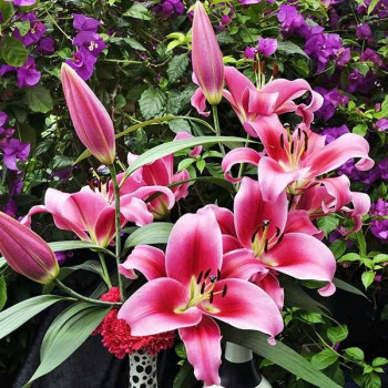  Лилия ОТ гибрид Dalian (Далиан)