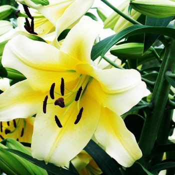  Лилия ОТ гибрид Conca D'or (Конка Д'ор)