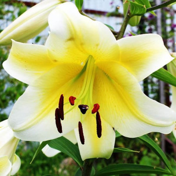  Лилия ОТ гибрид Conca D'or (Конка Д'ор)