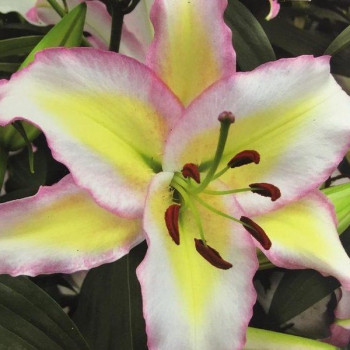  Лилия восточная Primrose Hill (Примроуз Хилл)