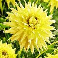 Саженцы Георгина макси Trooper Dan (Троопер Дэн)