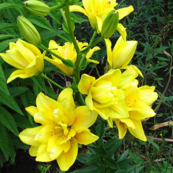  Лилия азиатская Fata Morgana (Фата Моргана)