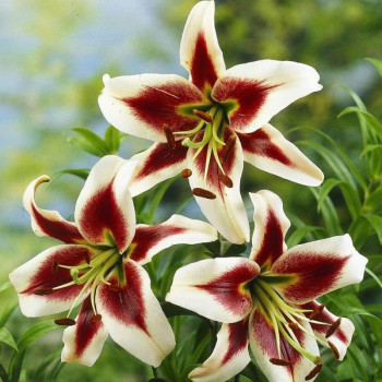  Лилия ОТ гибрид Beverly Dream (Беверли Дрим)