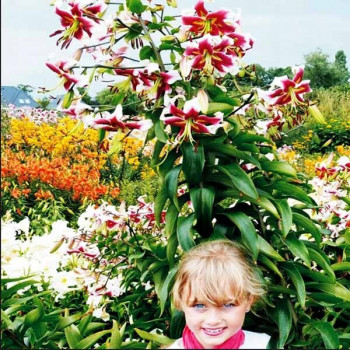  Лилия ОТ гибрид Beverly Dream (Беверли Дрим)