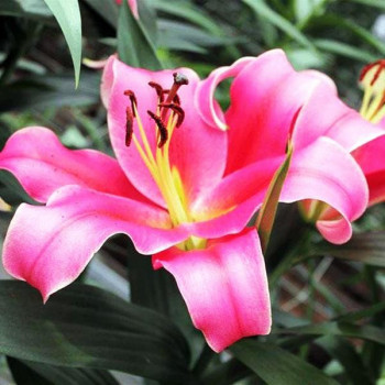  Лилия ОТ гибрид Imprato (Импрато)