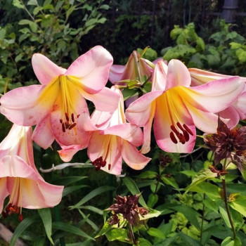  Лилия ОТ гибрид Beijing Moon (Бейджинг Мун)