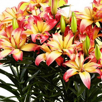  Лилия азиатская Delicate Joy (Деликейт Джой)