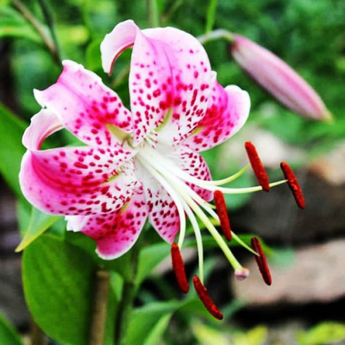 Луковицы  Лилия Speciosum Rubrum (Сп. Рубрум) (3шт.)