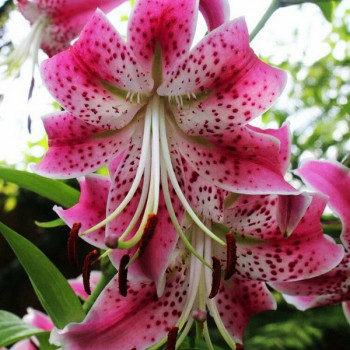  Лилия Speciosum Rubrum (Сп. Рубрум)