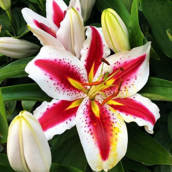  Лилия восточная Big Smile (Биг Смайл)