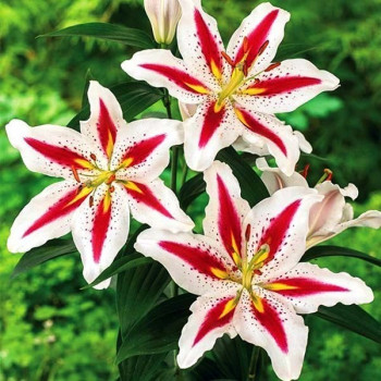  Лилия восточная Big Smile (Биг Смайл)