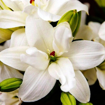  Лилия азиатская Annemarie's Dream (Аннамари Дрим)