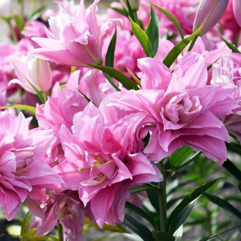  Лилия махровая восточная Sarah Bernhardt (Сара Бернар)