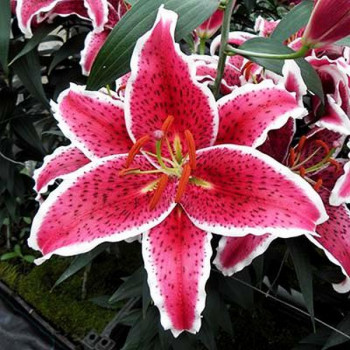  Лилия восточная Front Page (Фронт Пейдж)