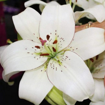  Лилия ЛА гибрид Eyeliner (Айлинер)