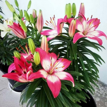  Лилия азиатская Perfect Joy (Перфект Джой)