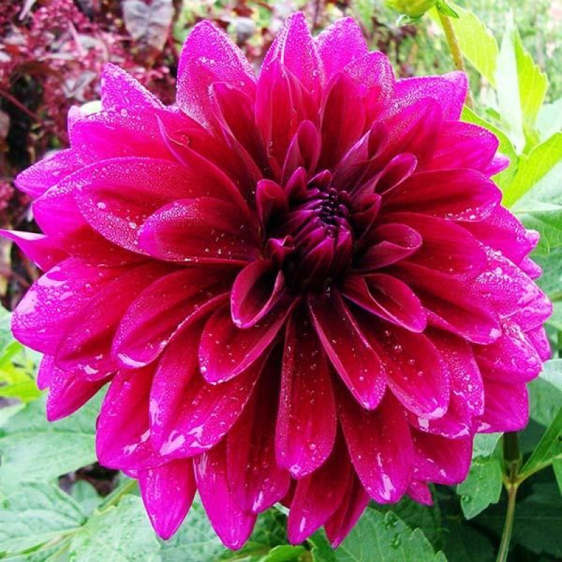Саженцы Георгина макси Babylon Purple (Вавилон Пурпл)