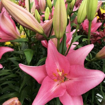  Лилия Jomi (Джоми)