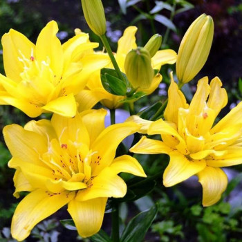  Лилия азиатская Sundew (Сандью)