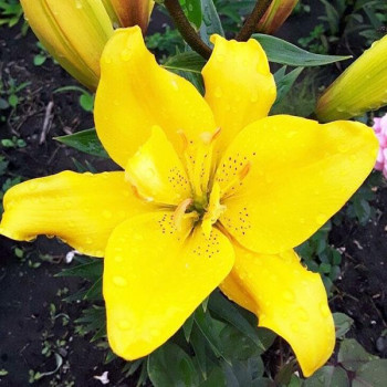  Лилия азиатская Sundew (Сандью)