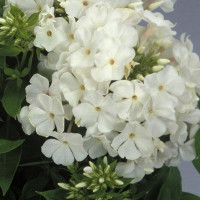 Саженцы Флокс метельчатый Early White (Эрли Вайт)