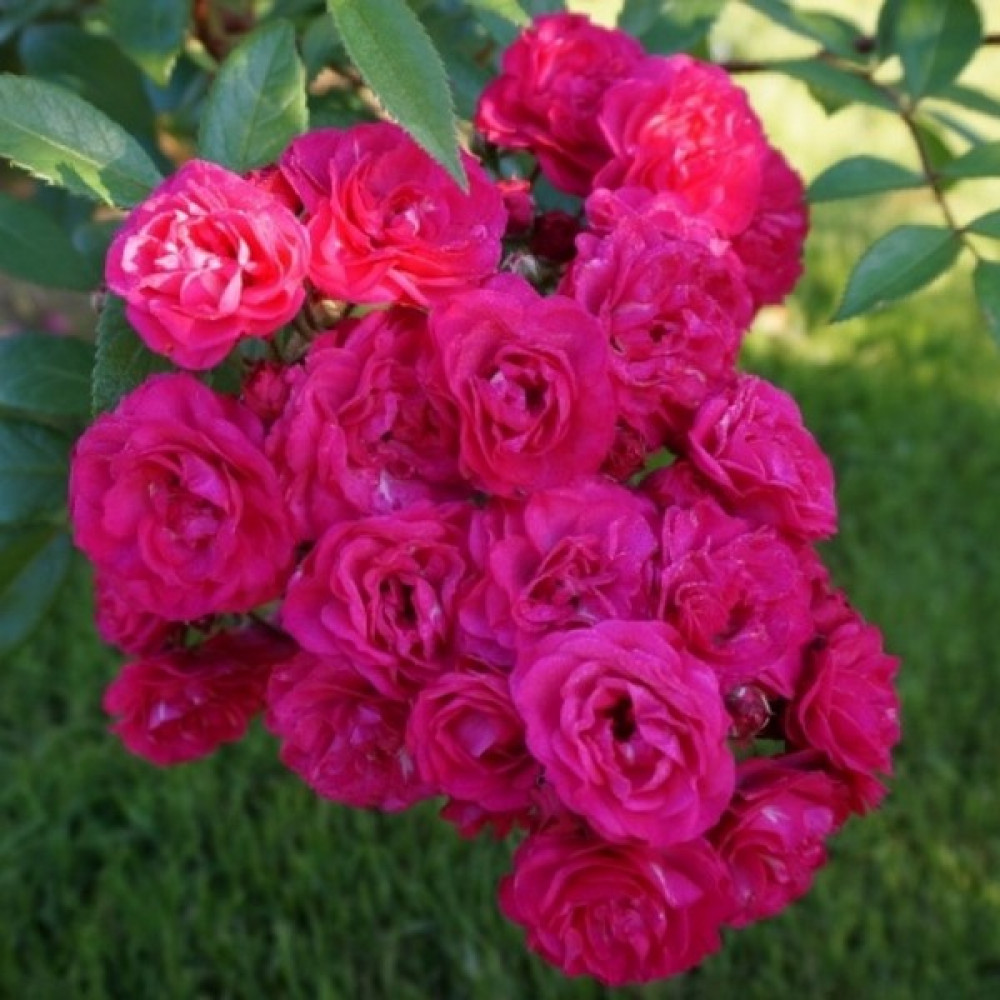 Роза флорибунда Динки: купить саженец в Москве - цена 257 руб.| Доставка  почтой