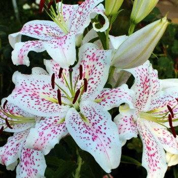  Лилия восточная Extravaganze (Экстраваганца)