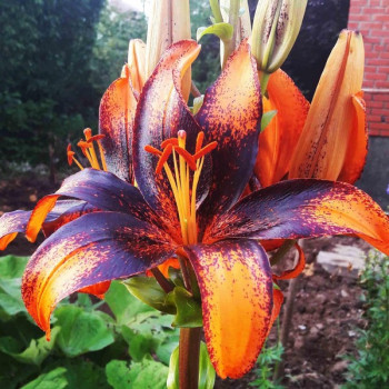  Лилия азиатская Paris Heart (Париж Харт)