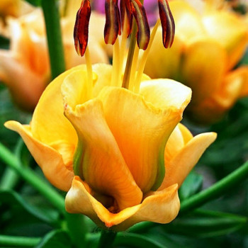  Лилия азиатская Apricot Fudge (Априкот Фьюдж)