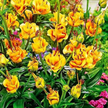  Лилия азиатская Apricot Fudge (Априкот Фьюдж)