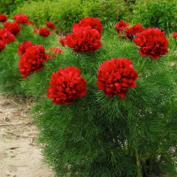 Саженцы Пион Tenuifolia Rubra Plena (Тенуфолия Рубра Плена)