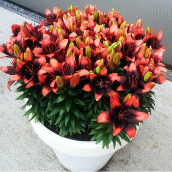  Лилия азиатская Tiny Ink (Тайни Инк)