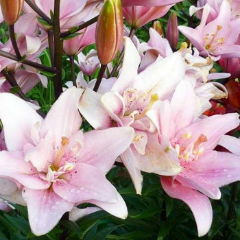  Лилия азиатская Bentley (Бентли)