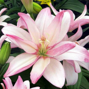  Лилия азиатская Bentley (Бентли)