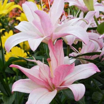  Лилия азиатская Bentley (Бентли)