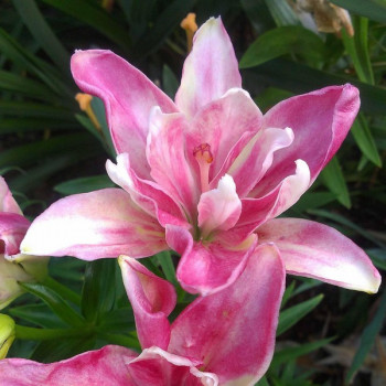  Лилия азиатская Candy Blossom (Кэнди Блоссом)