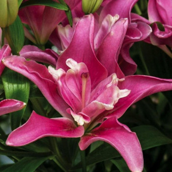  Лилия азиатская Candy Blossom (Кэнди Блоссом)
