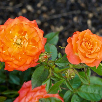 Саженцы Розы спрей купить в Москве от 314 руб. | Доставка почтой