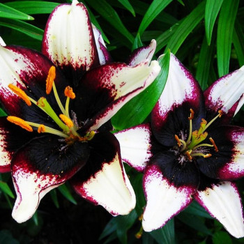  Лилия азиатская Black Eye (Блэк Ай)