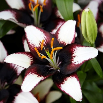  Лилия азиатская Black Eye (Блэк Ай)