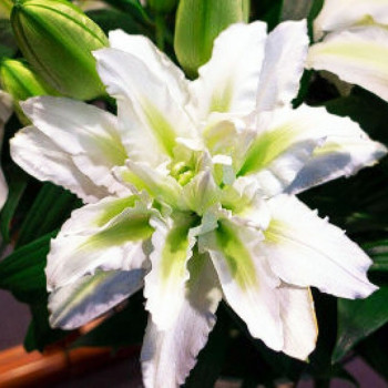  Лилия восточная Roselily Aisha (Розели Аиша)