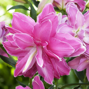  Лилия восточная Lotus Wonder ( Лотус Уандер)