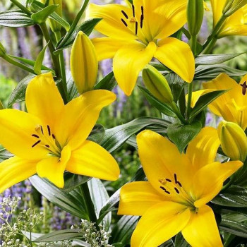  Лилия азиатская Yellow County (Йеллоу Каунти)